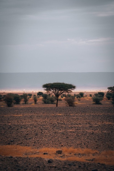 Arbre solitaire